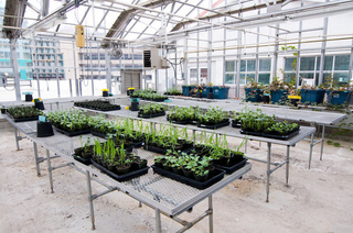 Illustration for article titled Emory Greenhouse